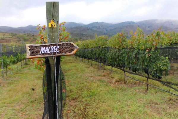 Ideal Wine Serving Temperature for Malbec