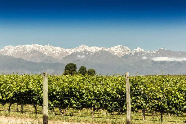 The Mendoza region, its wines and their correct wine serving temperatures