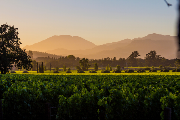 The Napa Valley Region, its wines and their correct serving temperature