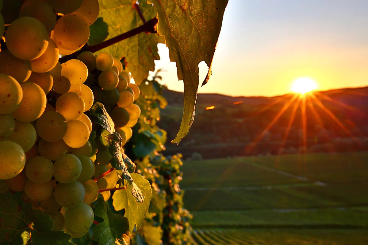 Ideal Wine Serving Temperature for Riesling QelviQ Euro