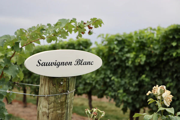 Ideal Wine Serving Temperature for Sauvignon Blanc