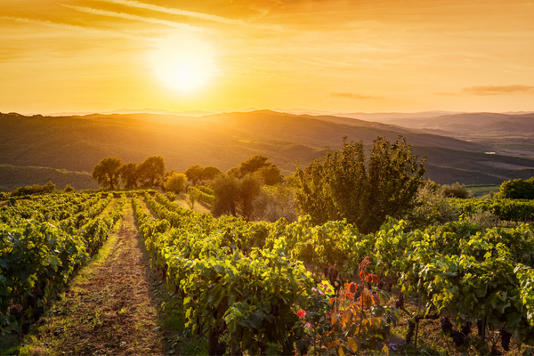 The Tuscany region, its wines and their correct wine serving temperatures