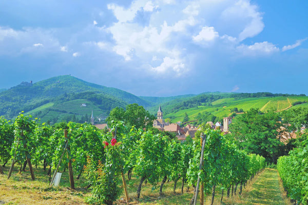 The Alsace region, its wines and their correct wine serving temperatures