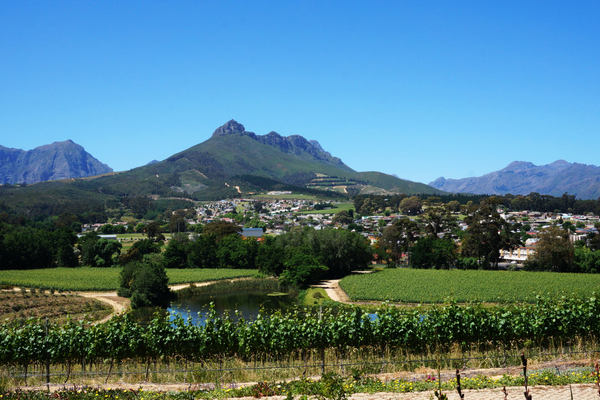 The Western Cape region, its wines, and their correct wine serving temperatures